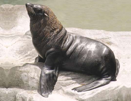 Picture of a south american fur seal (Arctocephalus australis)