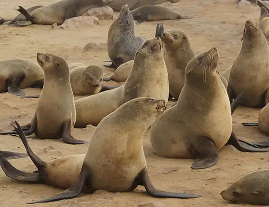 Picture of a afro-australian fur seal (Arctocephalus pusillus)