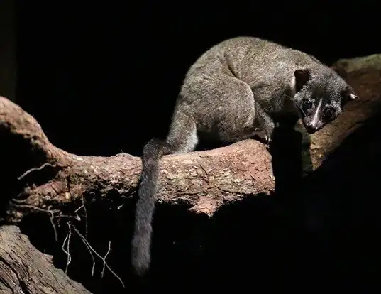 Picture of a small-toothed palm civet (Arctogalidia trivirgata)