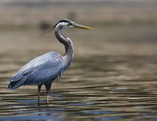 Picture of a great blue heron (Ardea herodias)