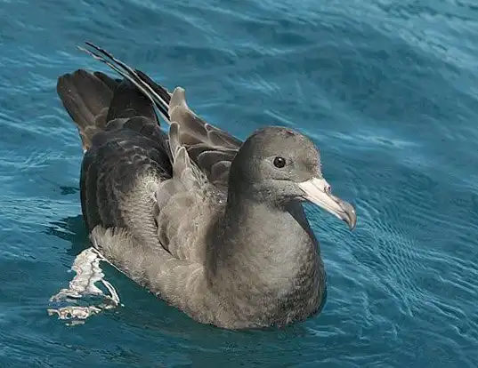 Picture of a flesh-footed shearwater (Ardenna carneipes)