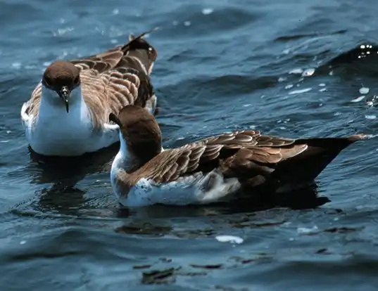 Picture of a great shearwater (Ardenna gravis)