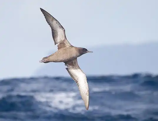 Picture of a sooty shearwater (Ardenna grisea)