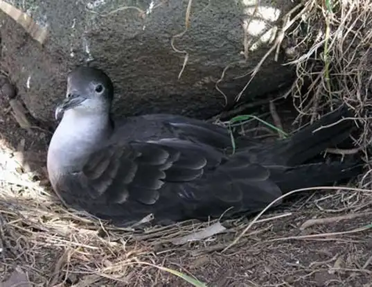 Picture of a wedge-tailed shearwater (Ardenna pacifica)