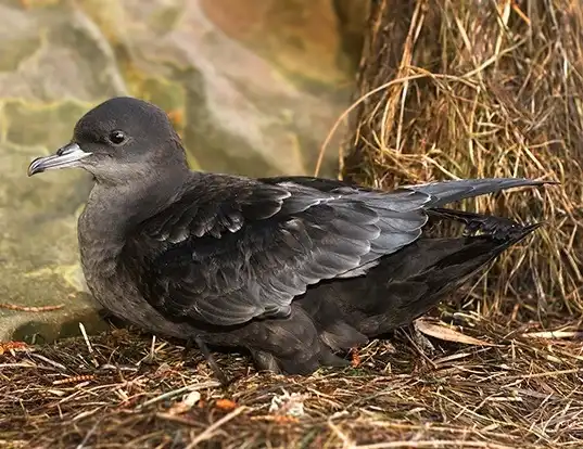 Picture of a short-tailed shearwater (Ardenna tenuirostris)
