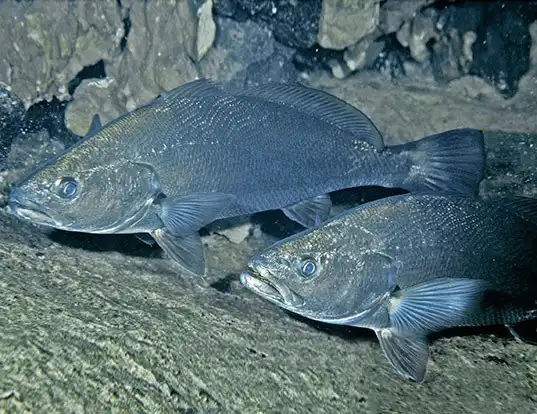 Picture of a japanese meagre (Argyrosomus japonicus)