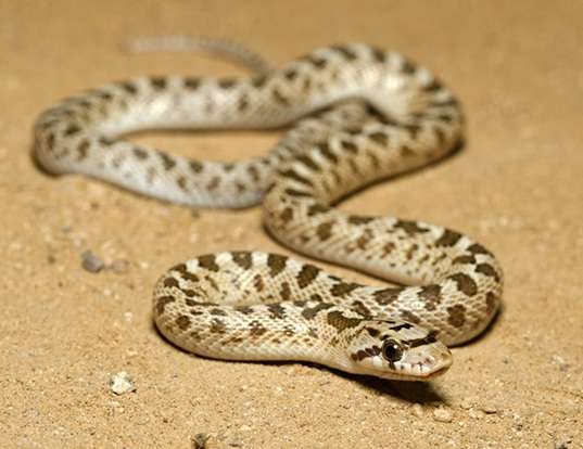 Picture of a arizona glossy snake (Arizona elegans noctivaga)