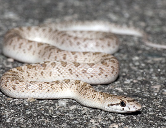 Picture of a california glossy snake (Arizona elegans occidentalis)