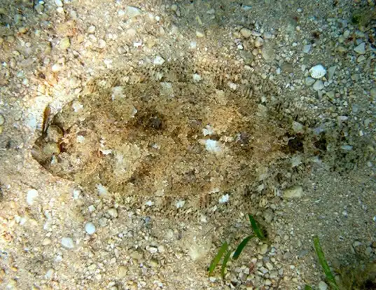 Picture of a grohmann's scaldfish (Arnoglossus thori)