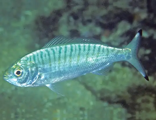 Picture of a australian herring (Arripis georgianus)