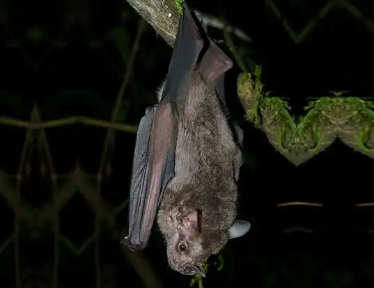 Picture of a jamaican fruit-eating bat (Artibeus jamaicensis)