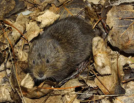 Picture of a southern water vole (Arvicola sapidus)