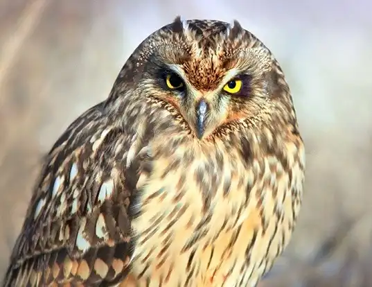 Picture of a short-eared owl (Asio flammeus)