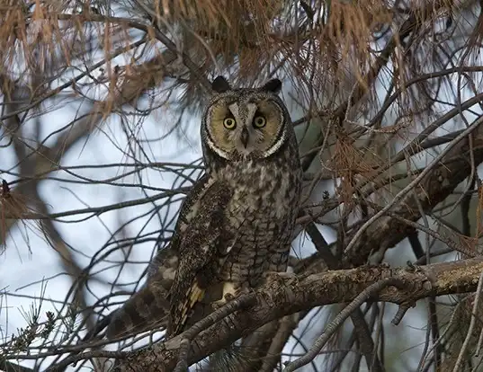 Picture of a long-eared owl (Asio otus)