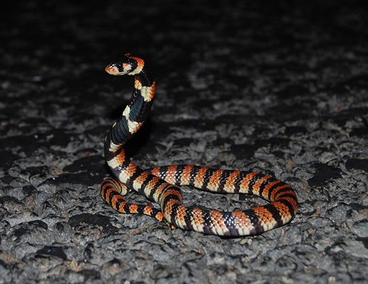 Picture of a coral snake (Aspidelaps lubricus)