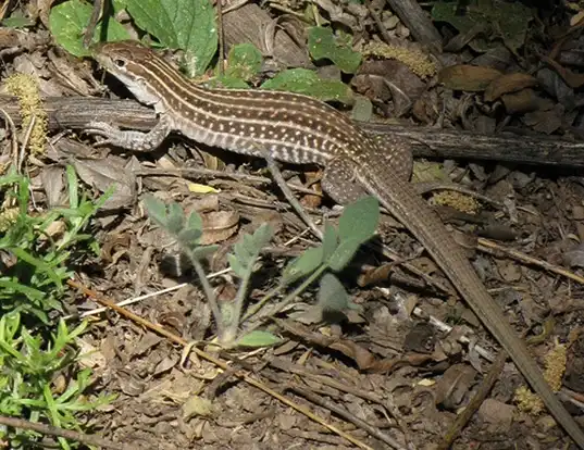 Picture of a new mexico whiptail (Aspidoscelis neomexicana)