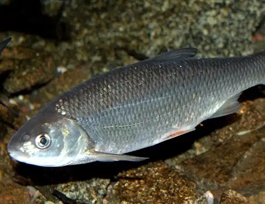 Picture of a asp (Aspius aspius)