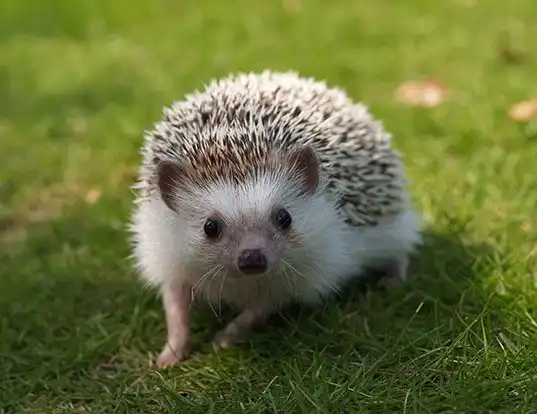 Picture of a four-toed hedgehog (Atelerix albiventris)