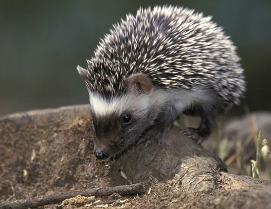 Picture of a algerian hedgehog (Atelerix algirus)