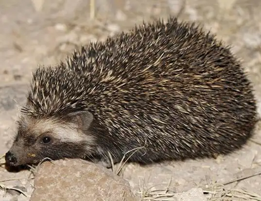 Picture of a southern african hedgehog (Atelerix frontalis)