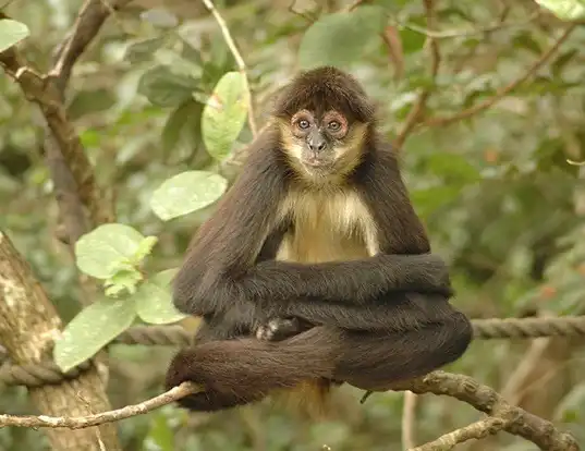 Picture of a geoffroy's spider monkey (Ateles geoffroyi)