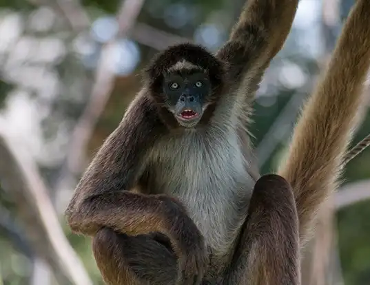 Picture of a variegated spider monkey (Ateles hybridus)