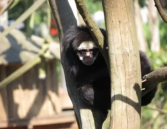 Picture of a white-whiskered spider monkey (Ateles marginatus)