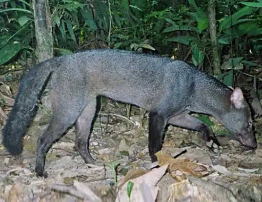 Picture of a short-eared dog (Atelocynus microtis)