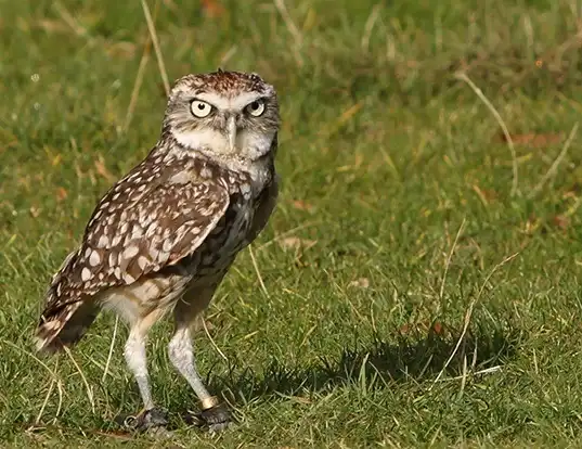 Picture of a burrowing owl (Athene cunicularia)