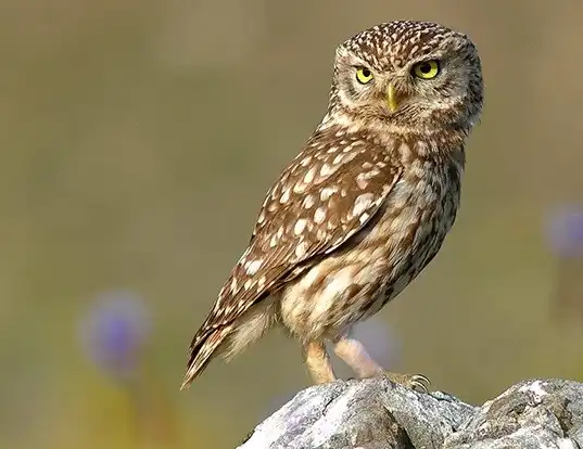 Picture of a little owl (Athene noctua)