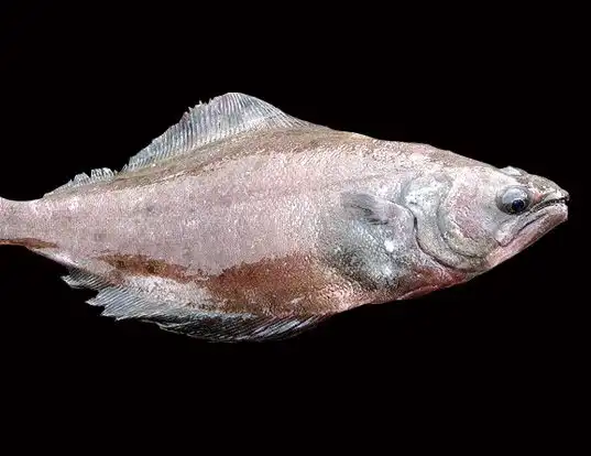 Picture of a arrowtooth flounder (Atheresthes stomias)
