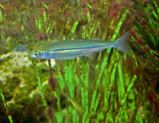 Picture of a topsmelt silverside (Atherinops affinis)