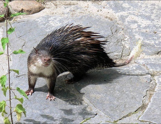 Picture of a african brush-tailed porcupine (Atherurus africanus)