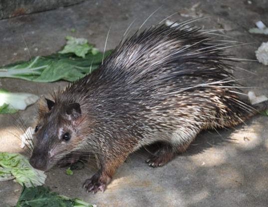 Picture of a asiatic brush-tailed porcupine (Atherurus macrourus)