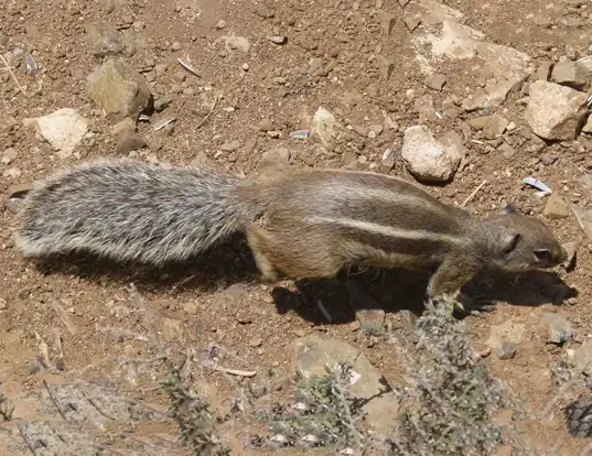 Picture of a barbary ground squirrel (Atlantoxerus getulus)