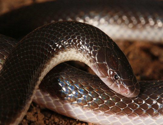 Picture of a bibron's mole viper (Atractaspis bibronii)
