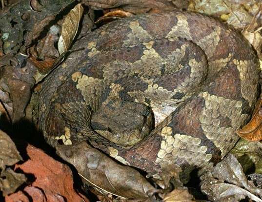 Picture of a jumping pit viper (Atropoides nummifer)