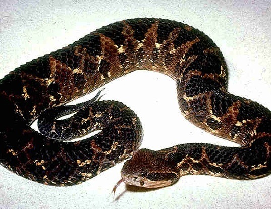Picture of a picado's pit viper (Atropoides picadoi)