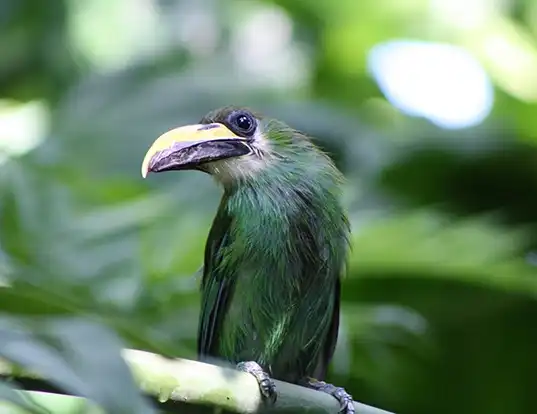 Picture of a emerald toucanet (Aulacorhynchus prasinus)