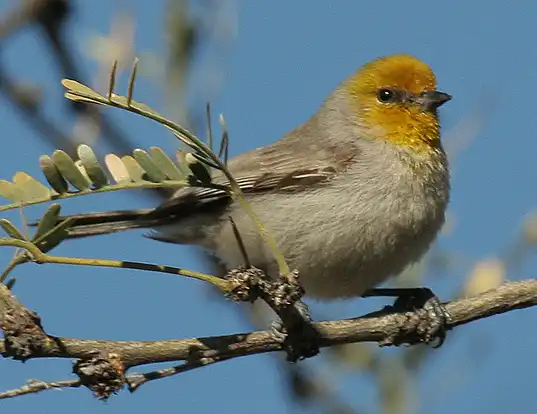 Picture of a verdin (Auriparus flaviceps)