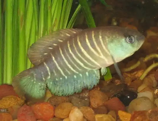 Picture of a annual fish (Austrolebias adloffi)