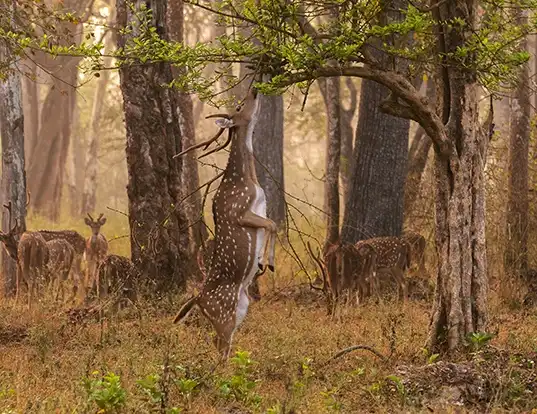 Picture of a chital (Axis axis)