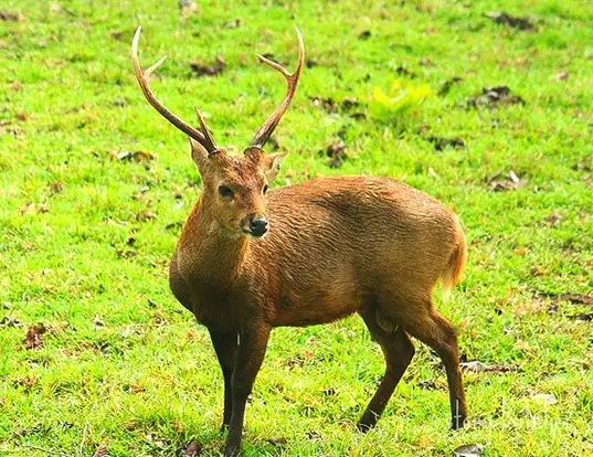Picture of a calamian deer (Axis calamianensis)