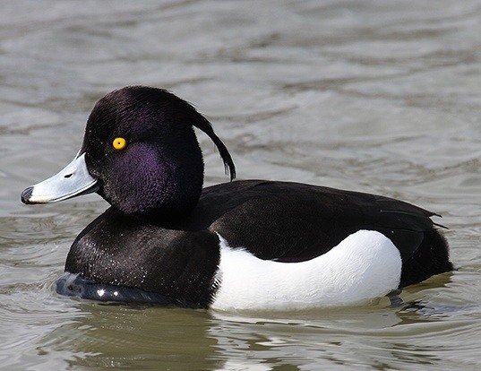 Picture of a tufted duck (Aythya fuligula)