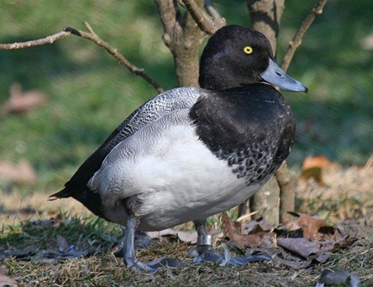 Picture of a greater scaup (Aythya marila)