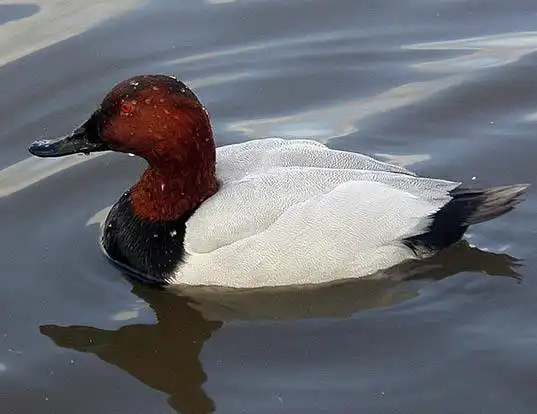 Picture of a canvasback (Aythya valisineria)