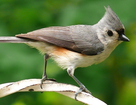 Picture of a tufted titmouse (Baeolophus bicolor)