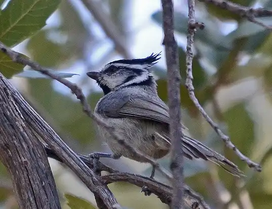 Picture of a bridled titmouse (Baeolophus wollweberi)