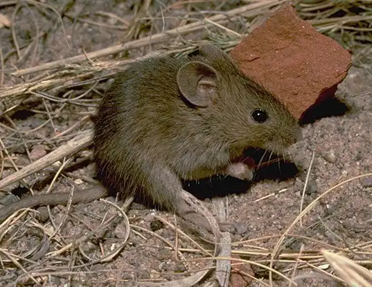 Picture of a northern pygmy mouse (Baiomys taylori)