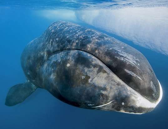 Picture of a bowhead whale (Balaena mysticetus)